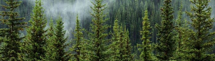 Investera i skog - alternativ investering Investera i skog - alternativ investering